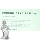 Penicillium Candidum Neige